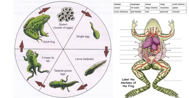 reproduction in animal detail in hindi