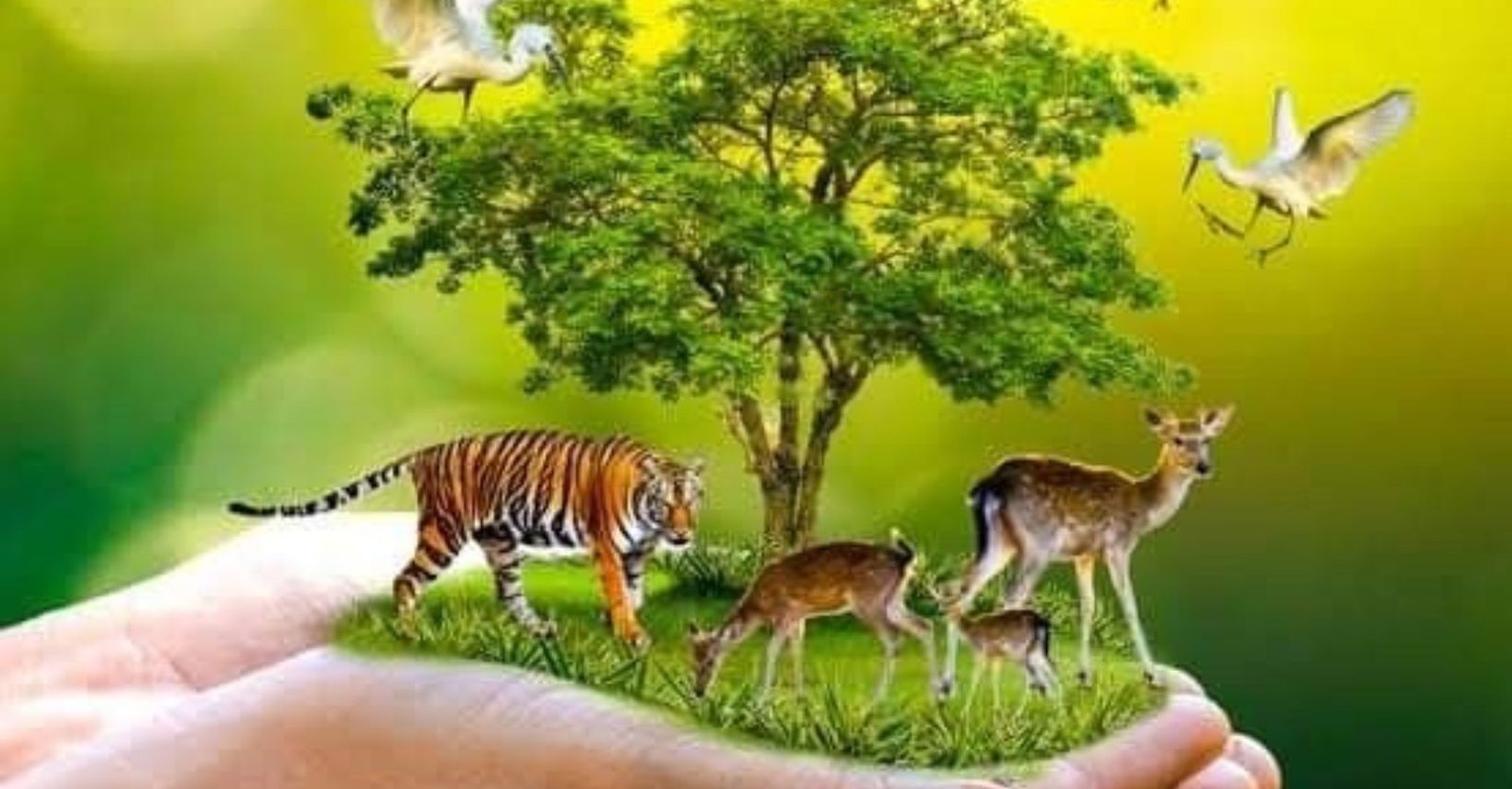 plants and animals details in hindi